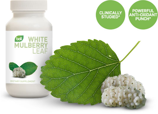 White Mulberry Leaf Extract Weight Loss Supplement