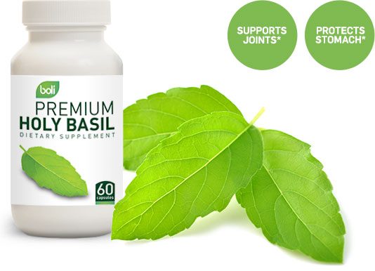 holy basil wholesale and private label